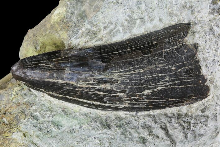 Tyrannosaur Tooth in Rock - Two Medicine Formation, Montana #143946